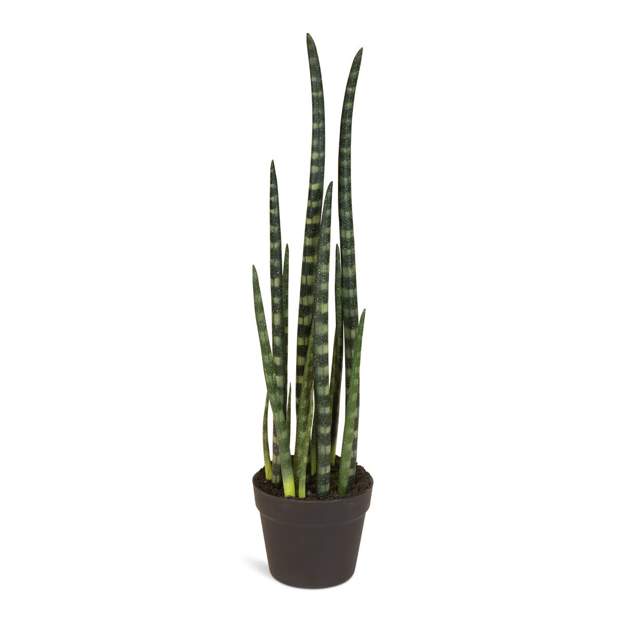 Sansevieria cylindrica - Zylindrischer Bogenhanf Kunstpflanze