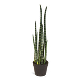 Sansevieria cylindrica - Zylindrischer Bogenhanf Kunstpflanze