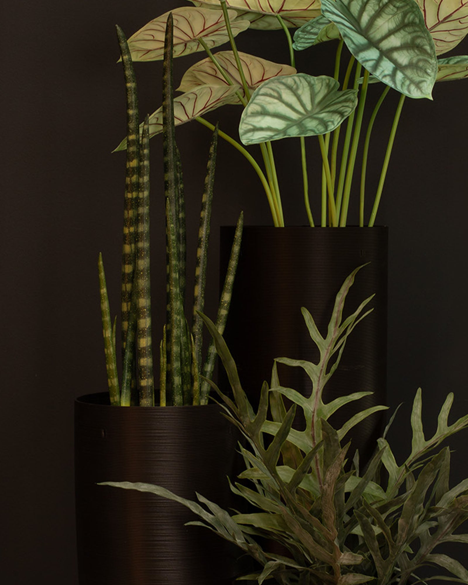 Sansevieria cylindrica - Zylindrischer Bogenhanf Kunstpflanze