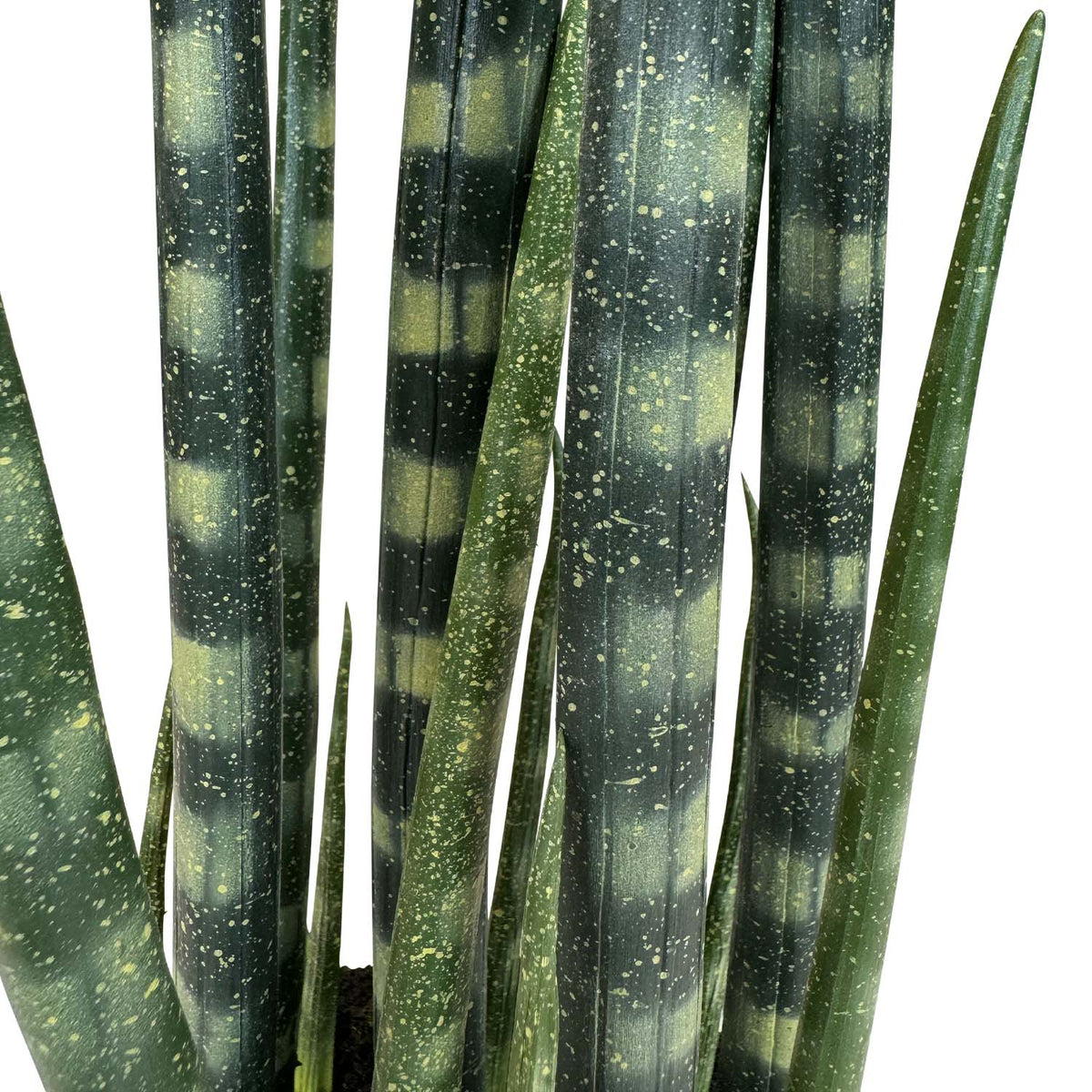 Sansevieria cylindrica - Zylindrischer Bogenhanf Kunstpflanze