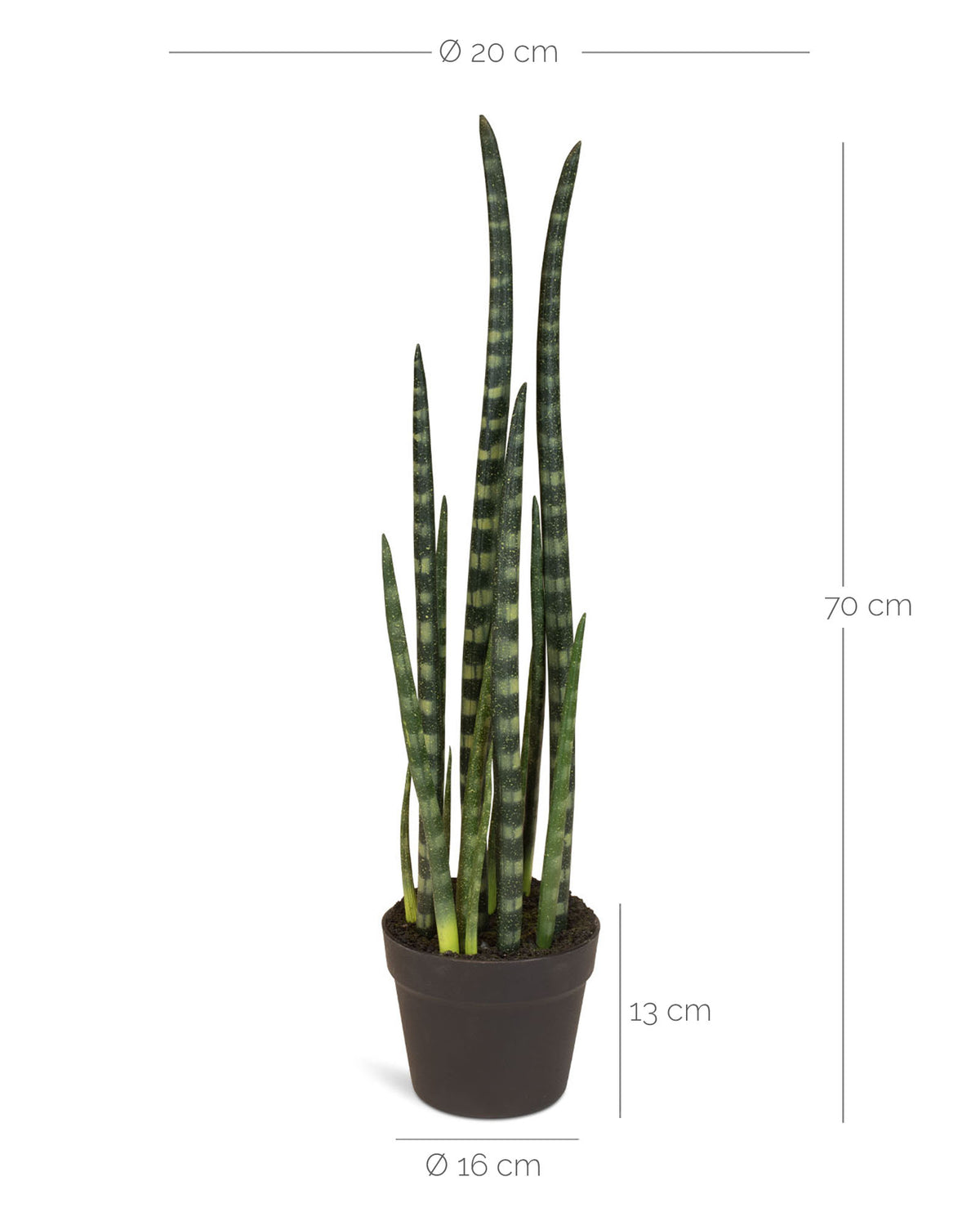 Sansevieria cylindrica - Zylindrischer Bogenhanf Kunstpflanze