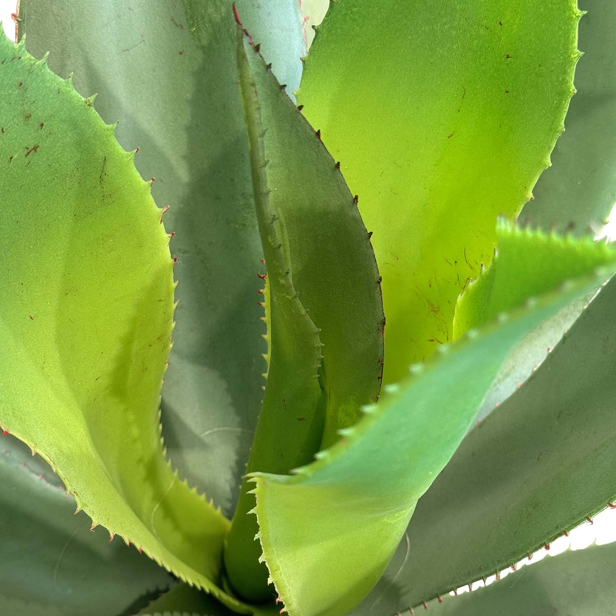Aloe Vera Kunstpflanze