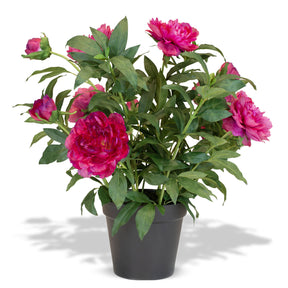 Paeonia - Pfingstrosen Kunstpflanzen