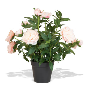 Paeonia - Pfingstrosen Kunstpflanzen