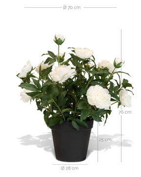 Paeonia - Pfingstrosen Kunstpflanzen