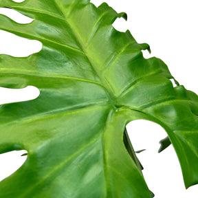 Baum-Philodendron Kunstpflanze
