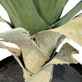 Sisal - Agave sisalana Kunstpflanze
