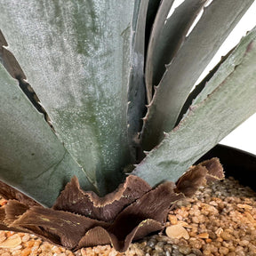Agave Kunstpflanze