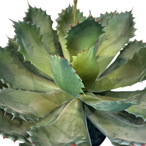 Aloe Vera Kunstpflanze