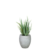 Set aus Mono Bodengefäß und Aloe Vera