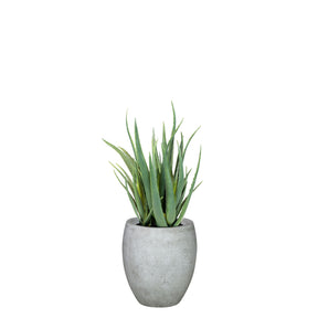 Set aus Mono Bodengefäß und Aloe Vera