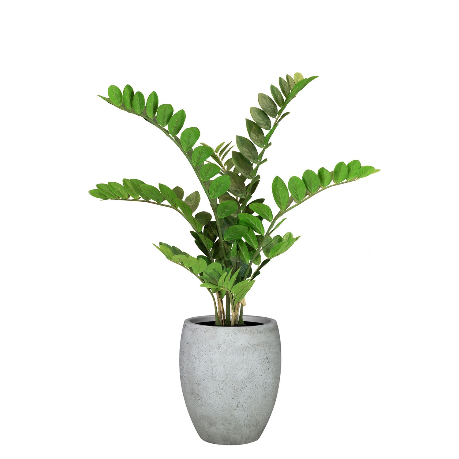Set aus Mono Bodengefäß und Zamioculcas