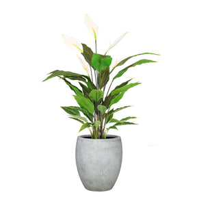 Set aus Mono Bodengefäß und Spathiphyllum