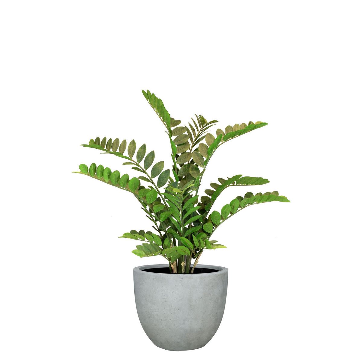 UV-stabile Zamioculcas im grauen Mono Pflanzgefäß von Get Your Green Seitenansicht