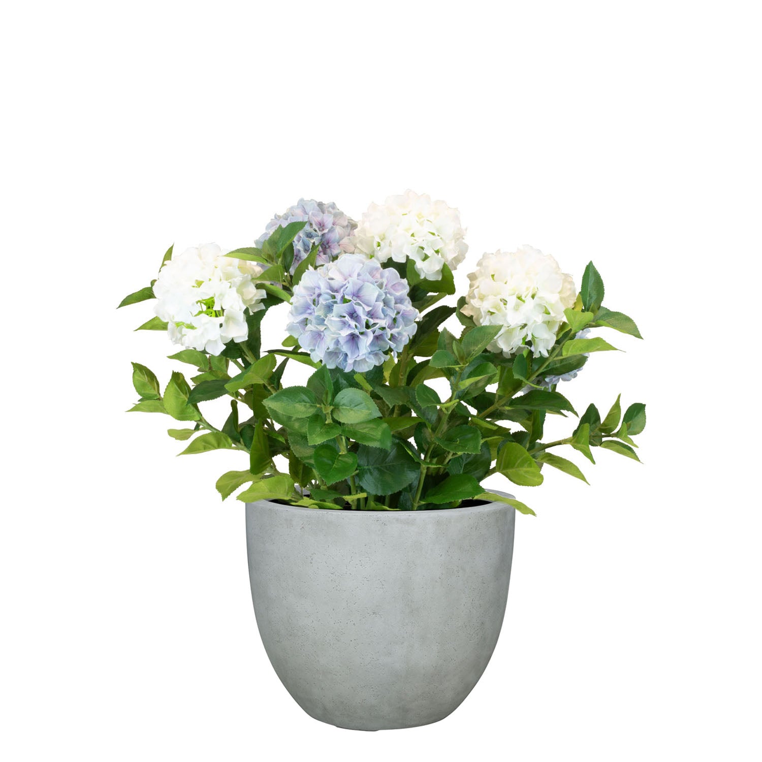 Set aus Mono Pflanzgefäß klassisch und Hortensie