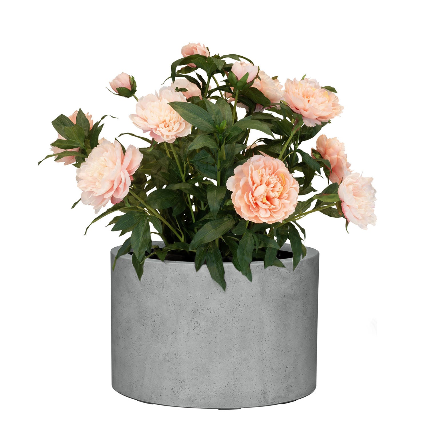 Set aus Mono Pflanzgefäß Zylinder und Pfingstrose