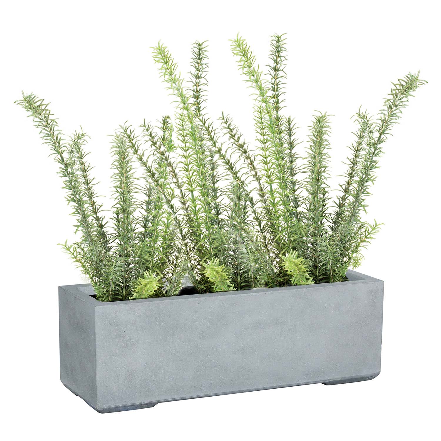 Set aus Mono Blumenkasten und Rosmarin