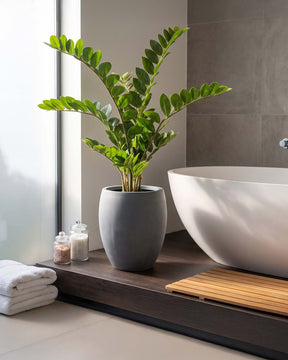 Set aus Mono Bodengefäß und Zamioculcas