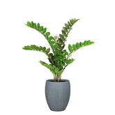 Set aus Mono Bodengefäß und Zamioculcas