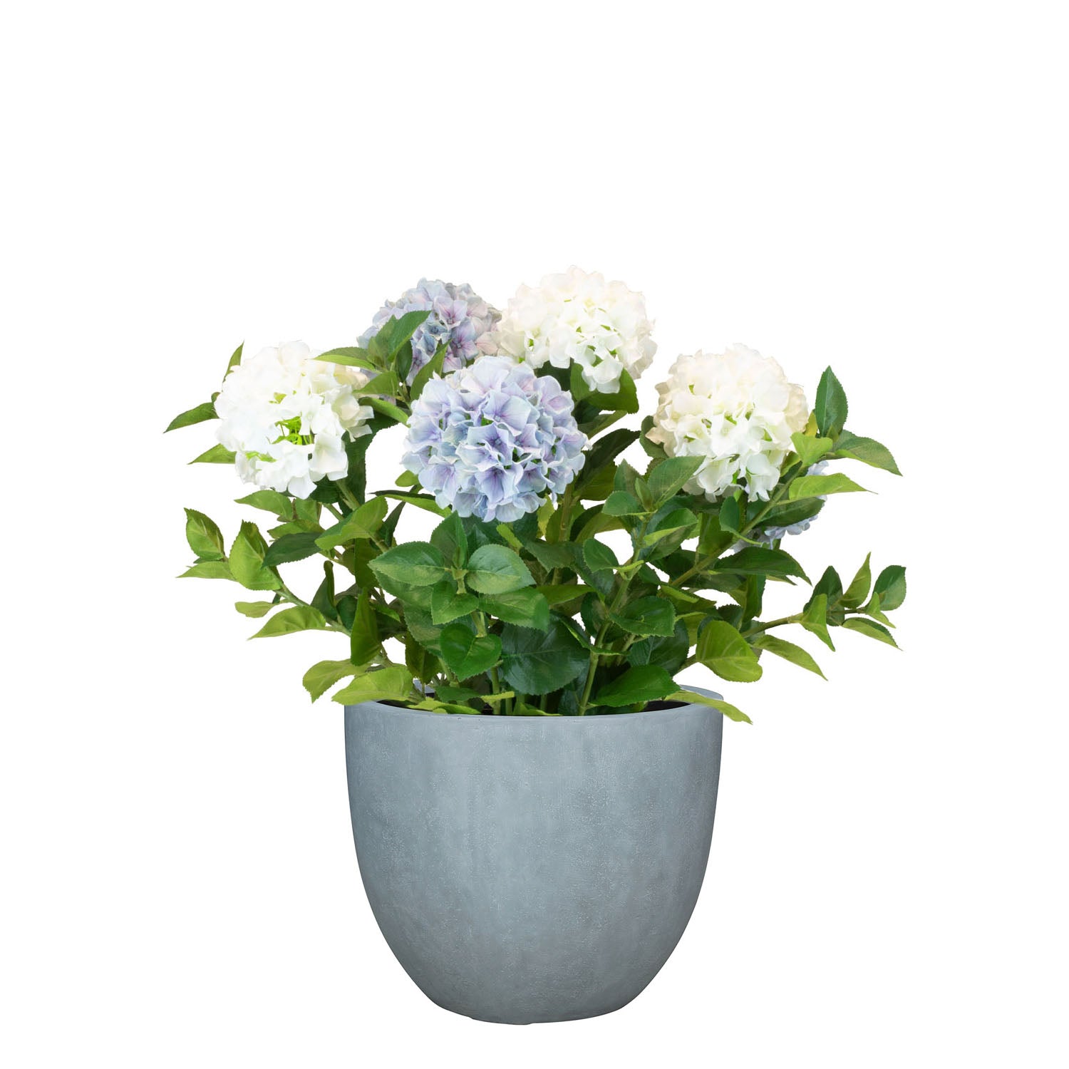 Set aus Mono Pflanzgefäß klassisch und Hortensie