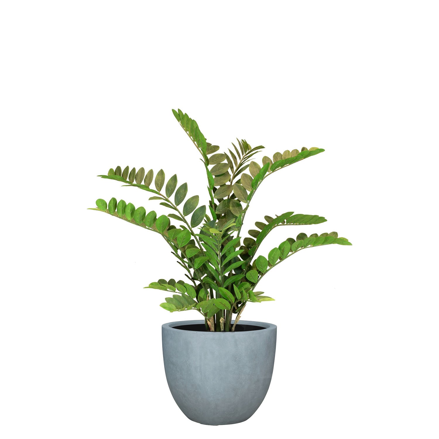Set aus Mono Pflanzgefäß klassisch und Zamioculcas