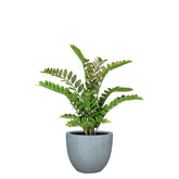 Set aus Mono Pflanzgefäß klassisch und Zamioculcas