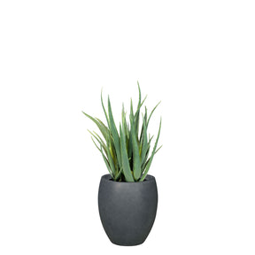 Set aus Mono Bodengefäß und Aloe Vera