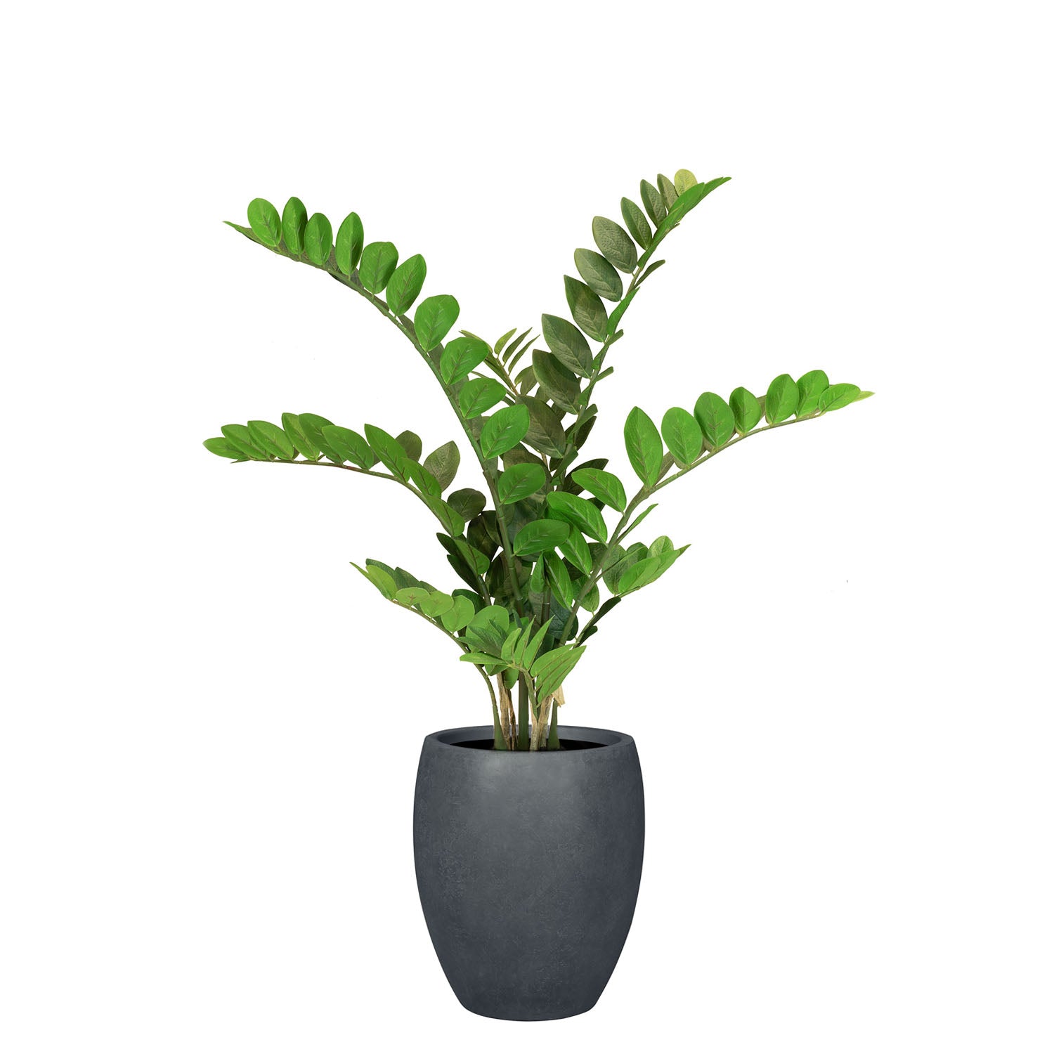 Set aus Mono Bodengefäß und Zamioculcas