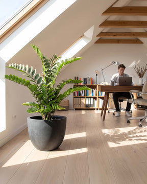 Set aus Mono Pflanzgefäß klassisch und Zamioculcas