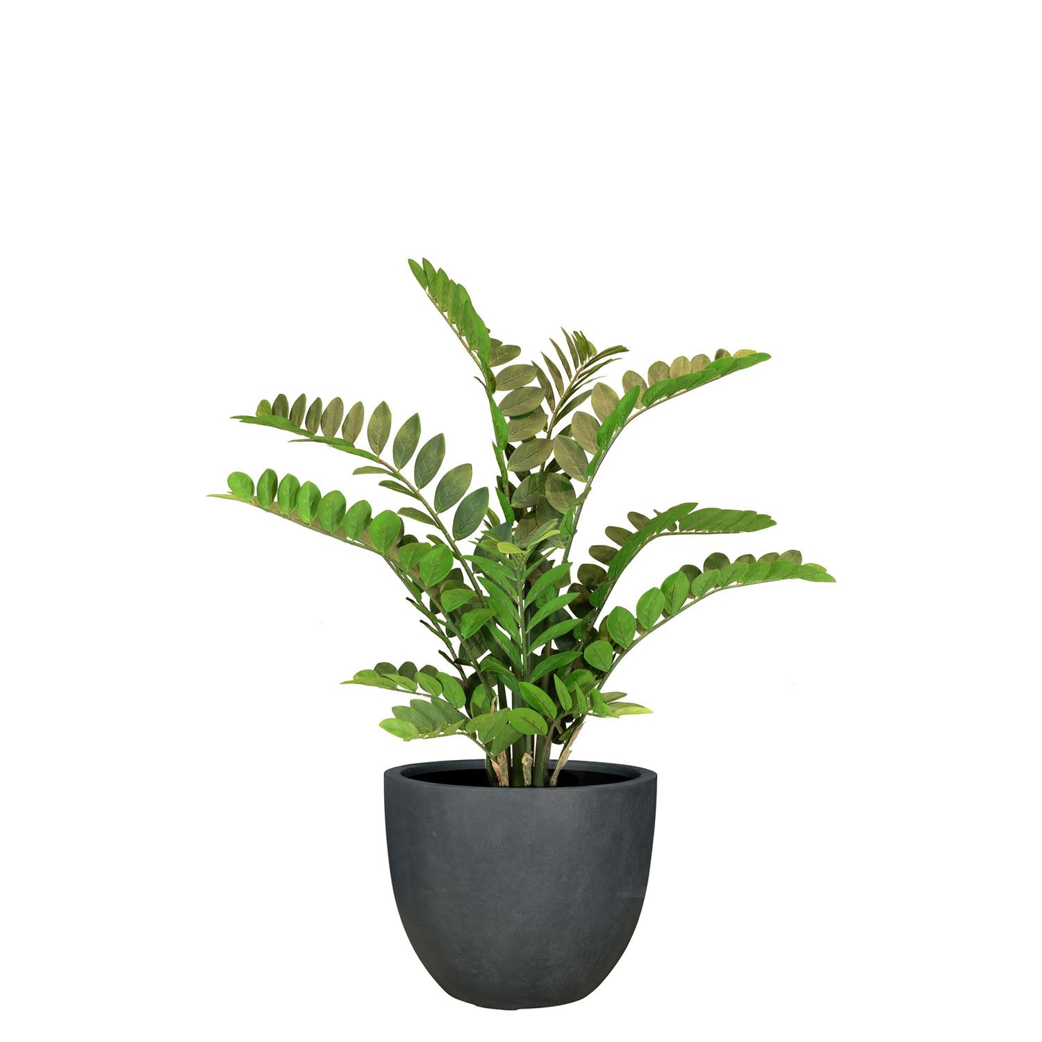 Set aus Mono Pflanzgefäß klassisch und Zamioculcas