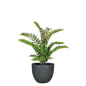 Set aus Mono Pflanzgefäß klassisch und Zamioculcas