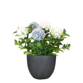 Set aus Mono Pflanzgefäß klassisch und Hortensie