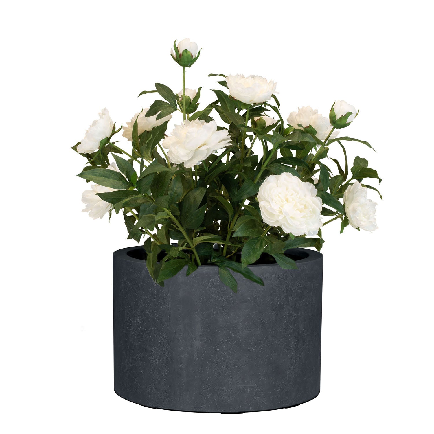 Set aus Mono Pflanzgefäß Zylinder und Pfingstrose