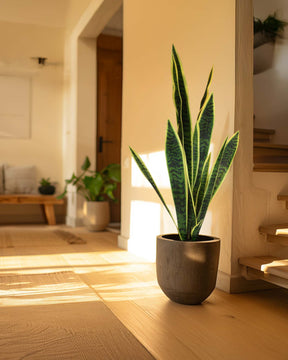 Bogenhanf - Sansevieria trifasciata Kunstpflanze