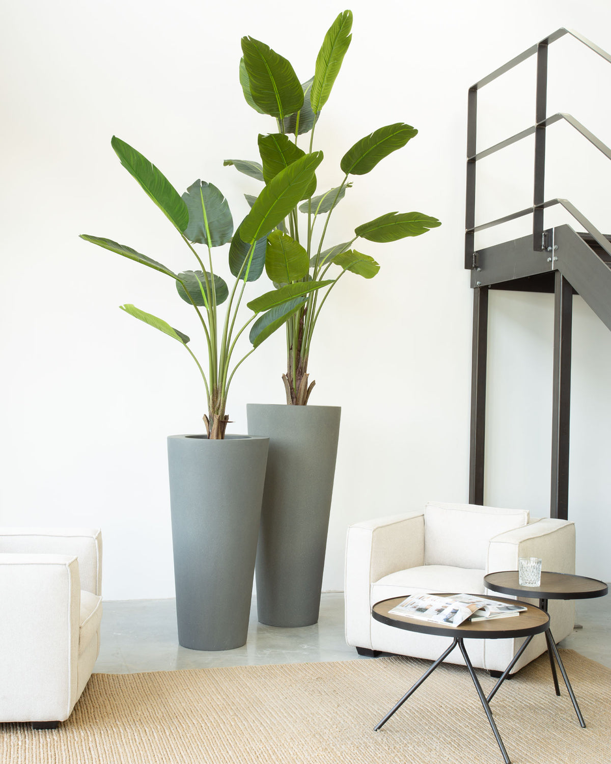 Basalo Conical Set mit Baum-Strelitzie